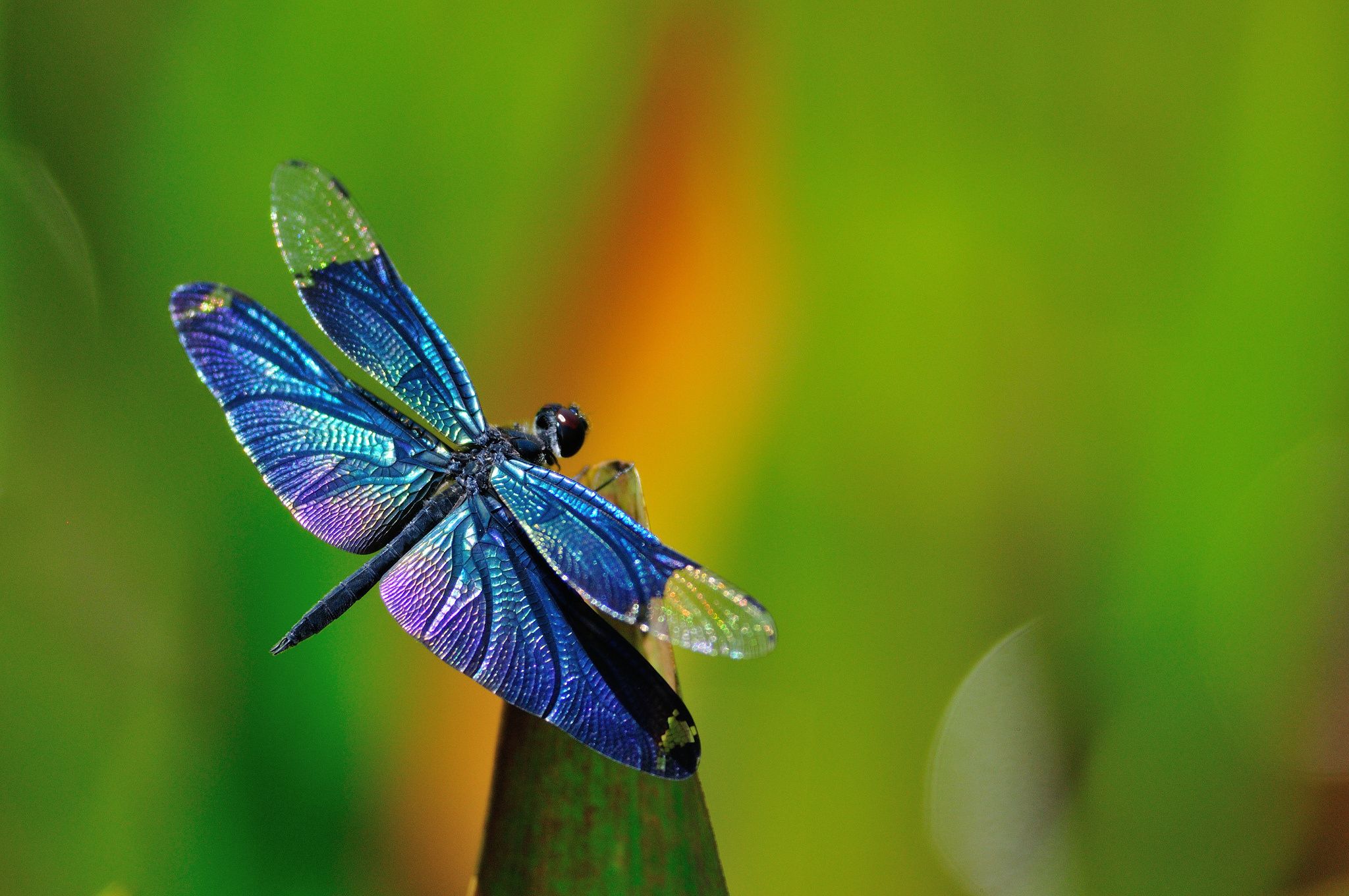 Dragonfly