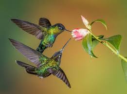 Hummingbird