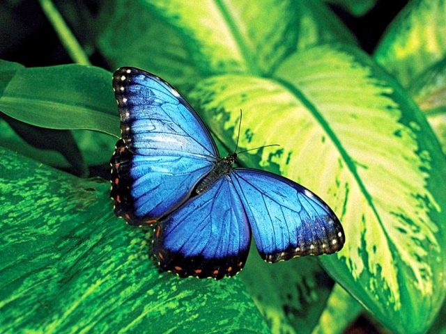 https://sealefuneral.com/wp-content/uploads/2021/07/Butterfly-640x480.jpg