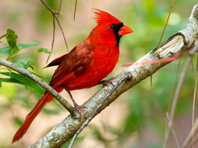 https://sealefuneral.com/wp-content/uploads/2021/07/Cardinal-640x480.jpg