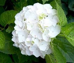 White Hydrangea