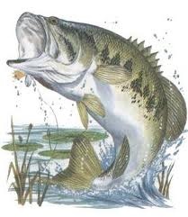 Bass Fish