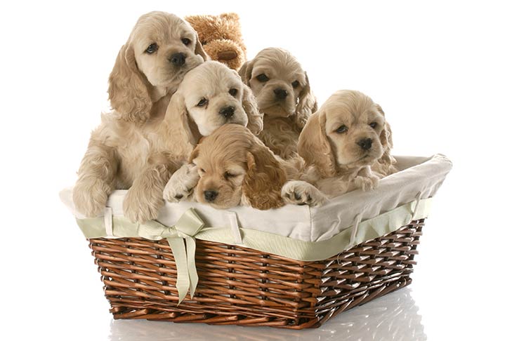 Cocker-Spaniel-puppies