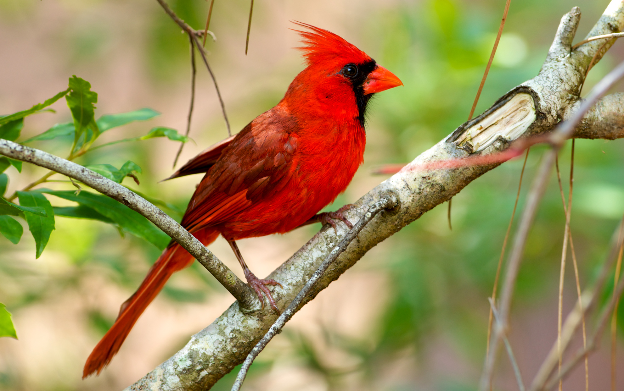 Cardinal