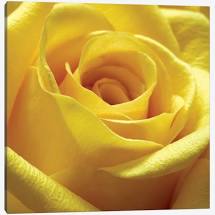 Yellow rose