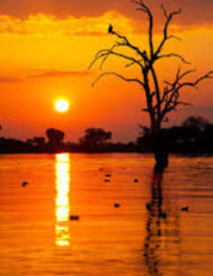 sunset-tree