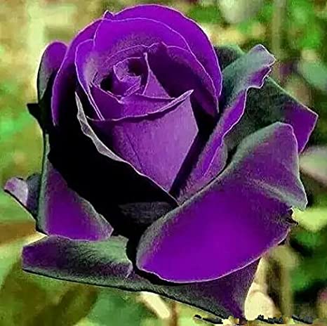 purple rose