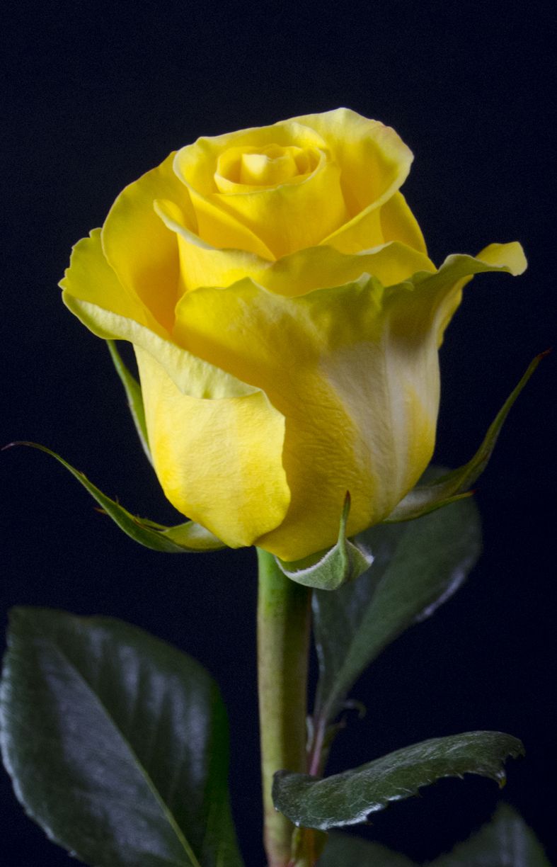 yellow Rose