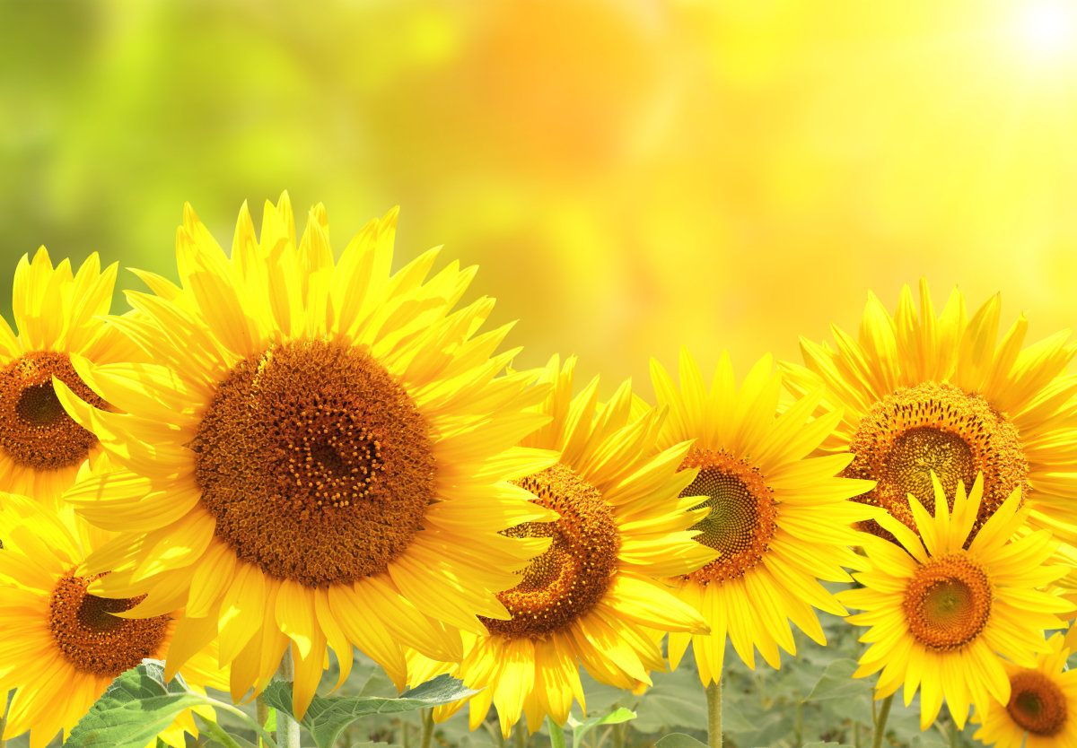 Bright yellow sunflowers on blurred sunny background